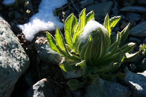 雪蓮花種子