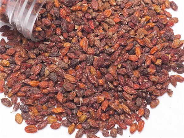 沙棘有什么功能? 沙棘有什么作用?