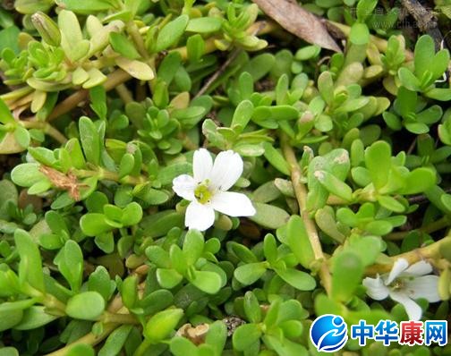 马齿苋,又称长寿菜,马齿菜,马蛇子菜,蚂蚱菜,马舌菜,马齿草,马齿龙