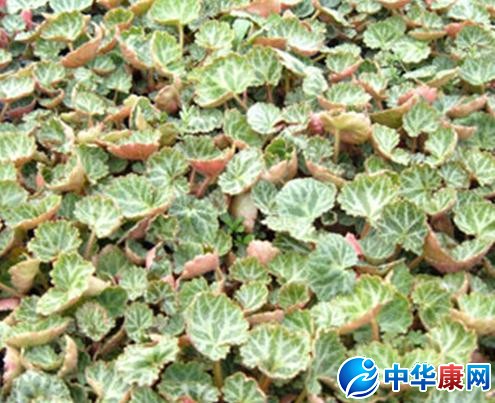 大虎耳草的功效与作用
