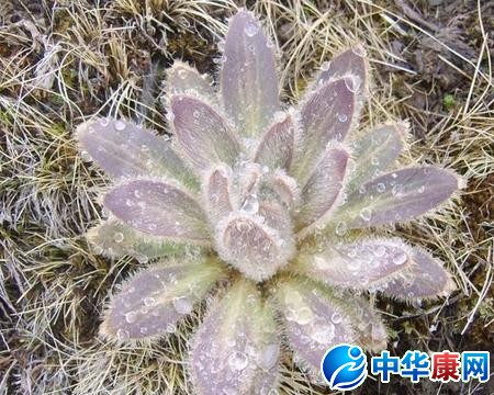 雪莲花的功效与作用