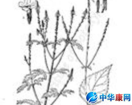 【老婆子针线的功效与作用】中药老婆子针线的功效与