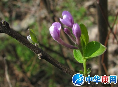 【芫花根的功效与作用】中药芫花根的功效与作用_芫花根的用法用量和