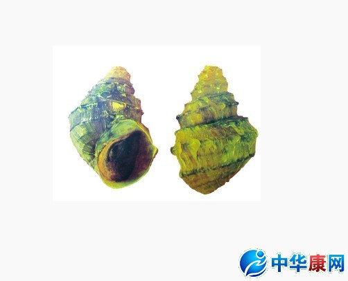 【螺蛳的功效与作用】中药螺蛳的功效与作用_螺蛳的用法用量和禁忌