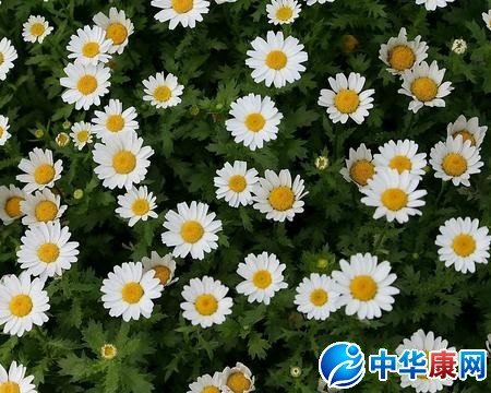 野菊花的功效与作用