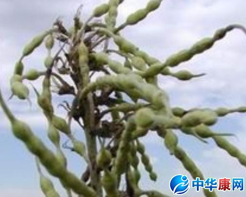 苦瓜籽粉的功效与作用_苦豆蜂蜜的功效和作用_苦芥茶的功效与作用