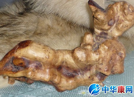 鼠李根的功效与作用