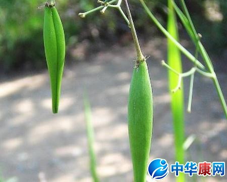 【类别】根类  【来源】为萝藦科植物徐长卿的根及根茎或带根全草.