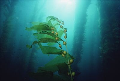 海藻功效与作用相关知识