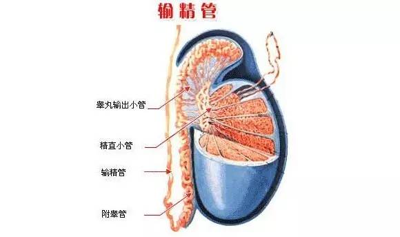 输精管异常会引起哪些疾病