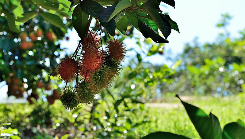 jpg 红毛丹 (6).jpg