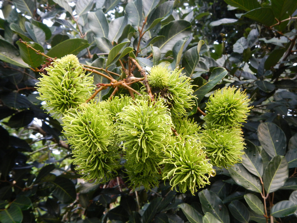 jpg 18577254_123827278133_2.jpg