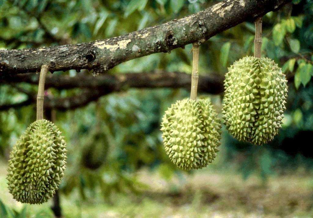 jpg 榴莲 (4).jpg