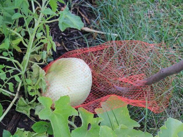 jpg 白兰瓜红蜘蛛虫害的防治.jpg