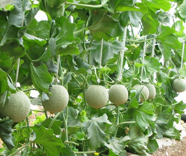 jpg 白兰瓜的整枝技术 (2).jpg