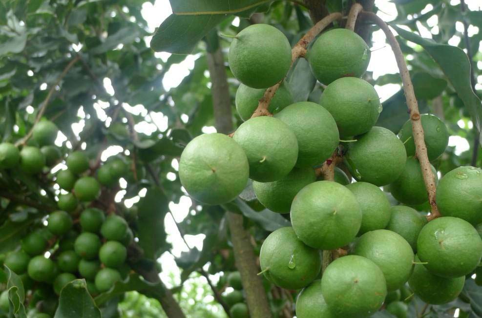 夏威夷果 (8).jpg