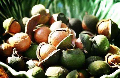 夏威夷果 (16).jpg