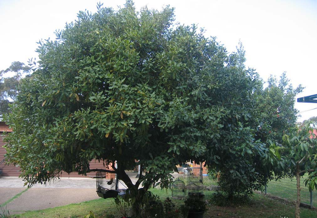 夏威夷果 (2).jpg