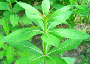 北沙参  北沙参是一种大家可能其实很熟悉,但叫不出名字的植物,它生长