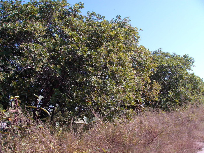 jpeg 腰果 (1).jpeg