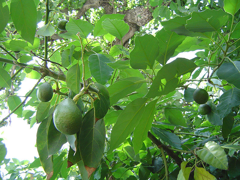 800px-Avocado_fruitnfoliage.jpg