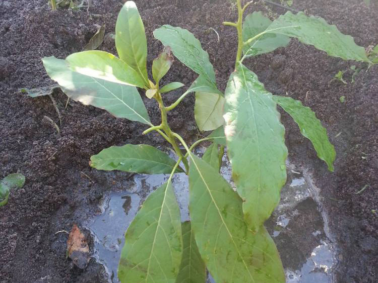 jpg 牛油果 (6).jpg