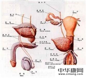 我的左睾丸有硬块诊断为睾丸炎,该吃什么药