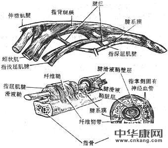 腱鞘炎是怎么回事