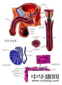 尖锐湿疣对男性来说,很可能会造成其他生殖器部位的感染