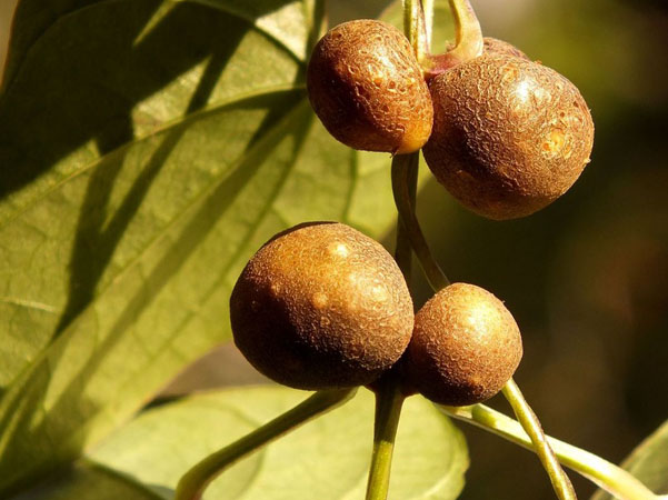 山药蛋的功效与作用_中华康网