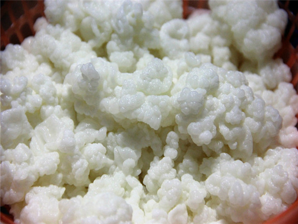 中医 中药大全 其他 雪莲菌 雪莲菌又称藏灵菇,天山雪莲菌,中文学名