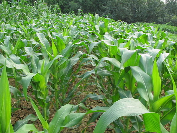 粟玉2号玉米.jpg