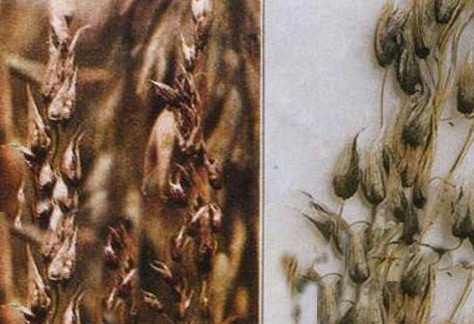 jpg 燕麦坚黑穗病.jpg