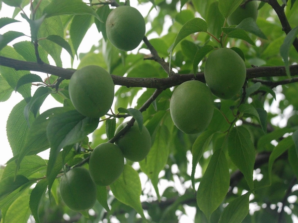 jpg 梅子09.jpg