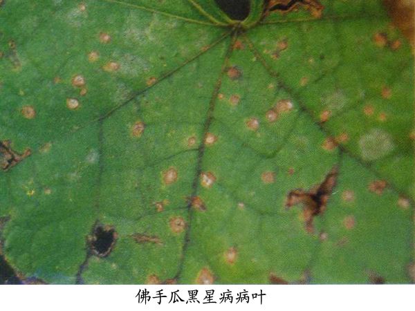 佛手瓜黑星病.jpg