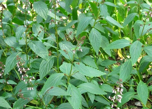 溪黄草的功效与作用及食用方法和禁忌