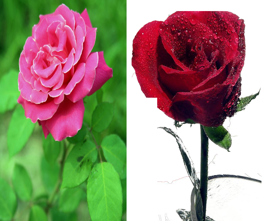 月季花和玫瑰花的区别