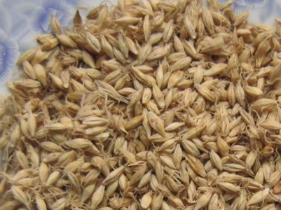 稻芽与麦芽功效的区别是什么呢