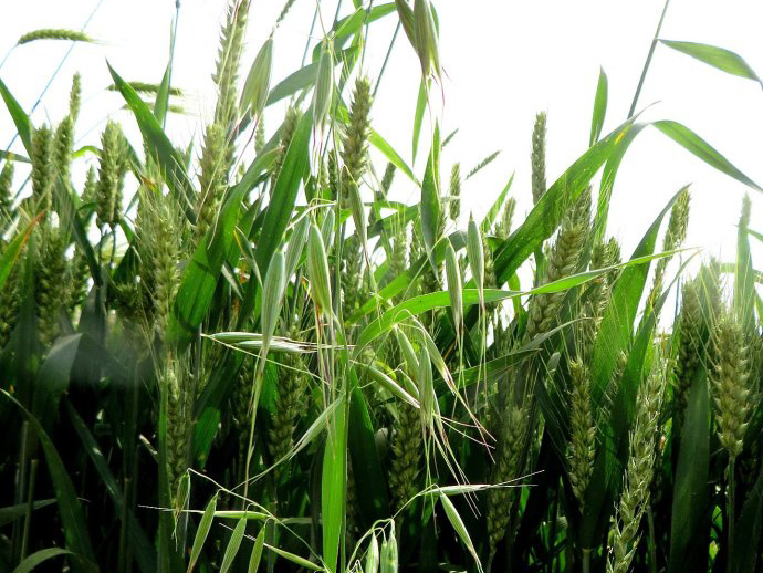 jpg 001OqtwOzy6Skt7TqYt25&690.jpg