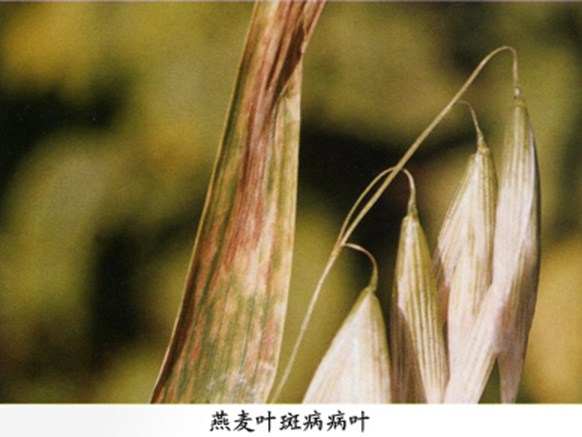 燕麦叶斑病.jpg
