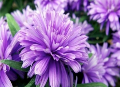 紫菀与款冬花的区别