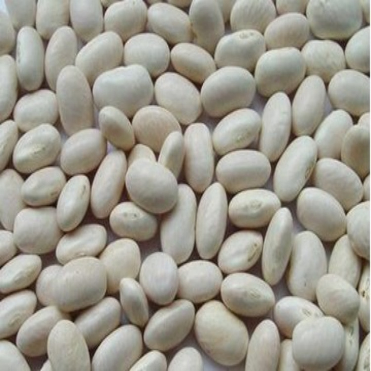 白扁豆和白芸豆