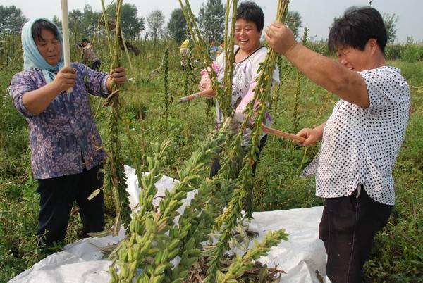  黑芝麻图片