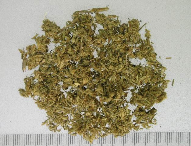  茵陳圖片
