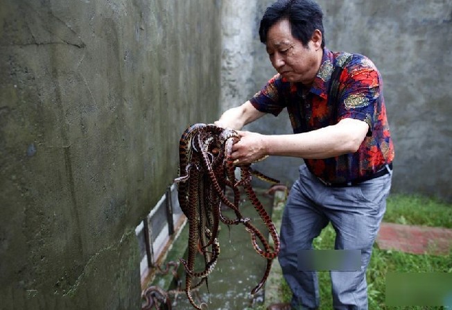 浙江蛇村探秘靠蛇致富的村子