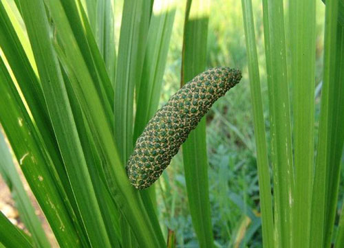 藏菖蒲图片