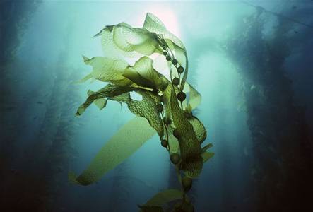 海藻长什么样子图片是怎样的呢