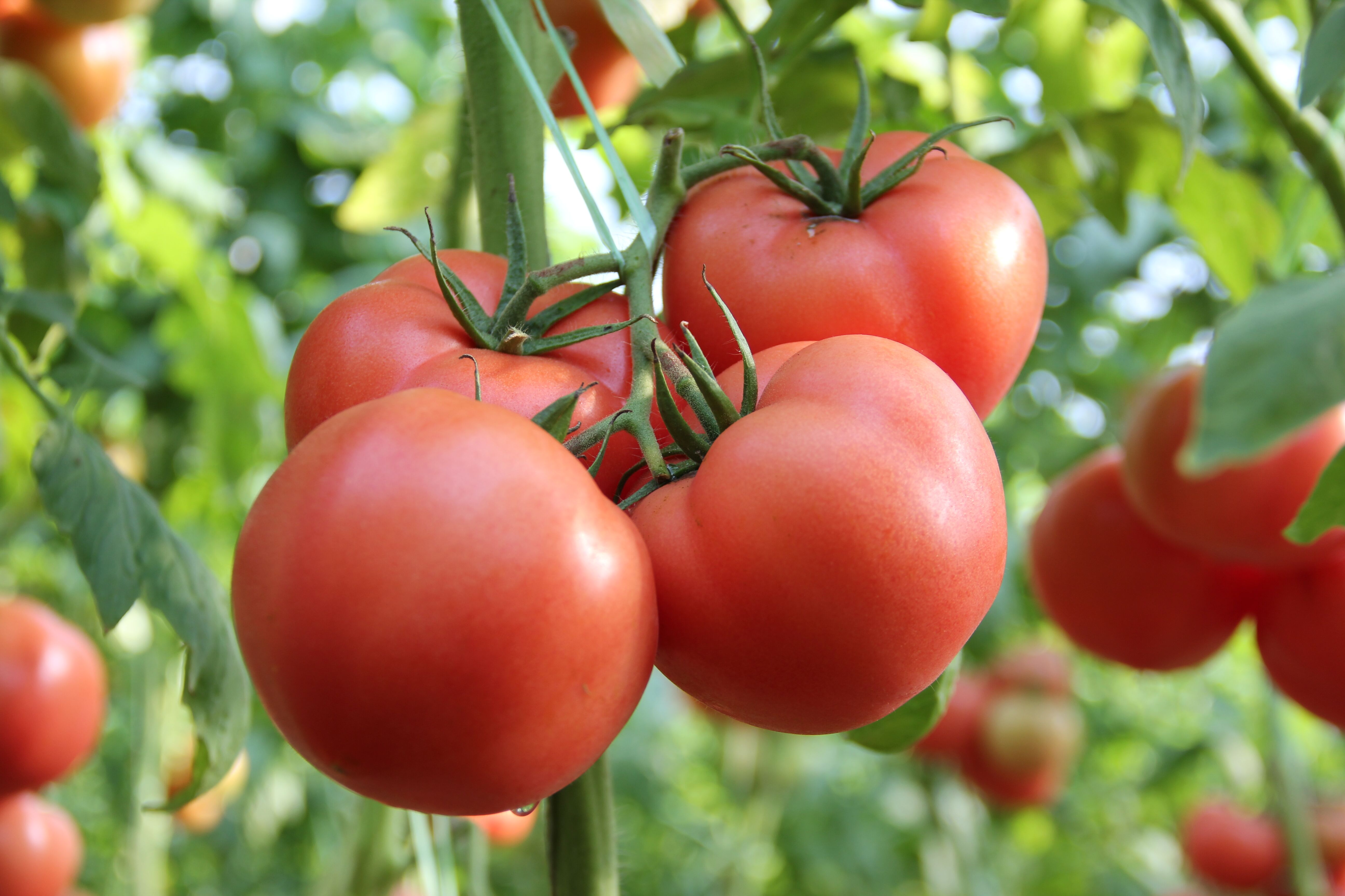 番茄红素对男性的好处