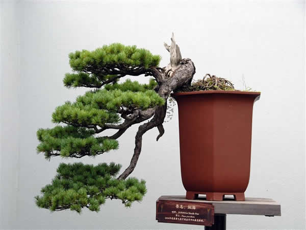 jpg 松树盆景.jpg