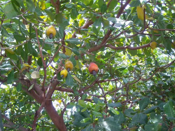 jpeg 腰果桔二叉蚜.jpeg